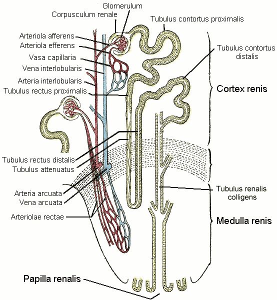 Nephron